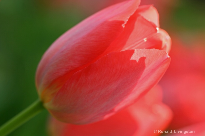 Tulip Fantasy - ID: 10061826 © Ron Livingston