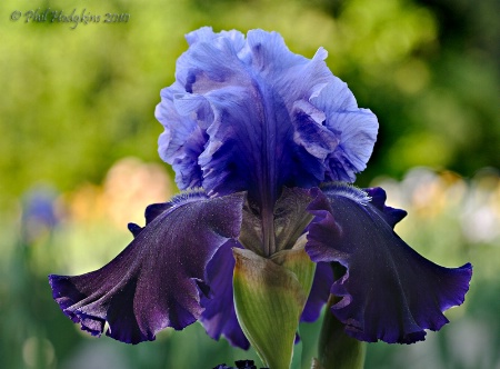 Bearded Iris #4