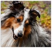 Portrait of Conne...