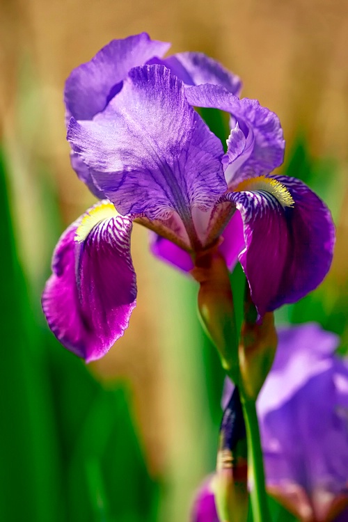 Bearded Iris