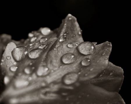 wet azalea