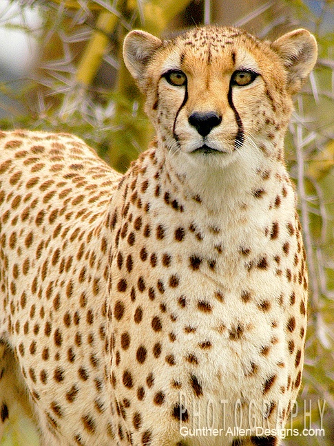  Cheetah on Alert
