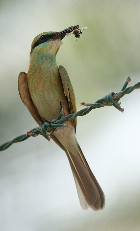 Green Bee-eater