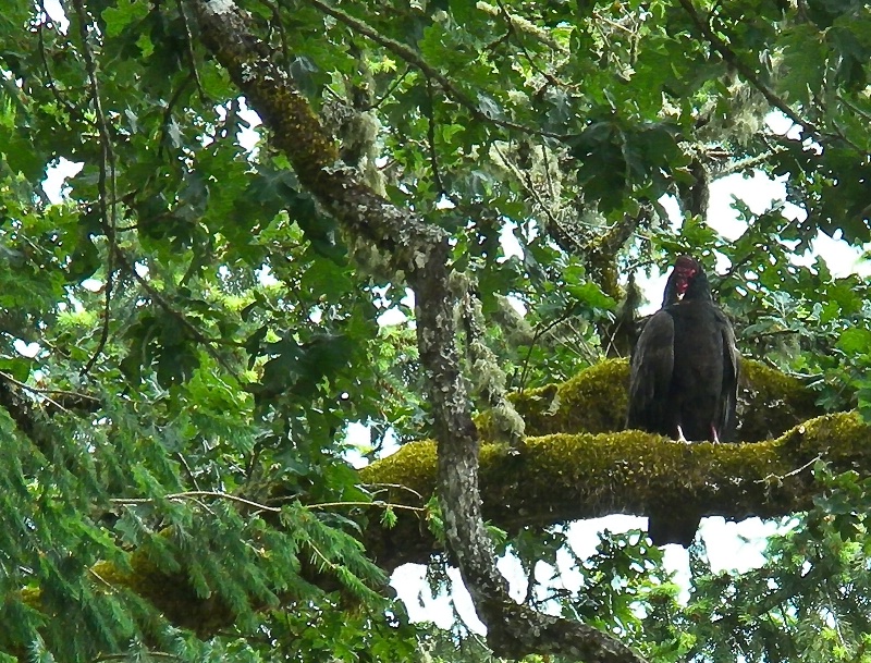 Local Turkey Vulture, Oregon