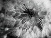 Just a Puff....
