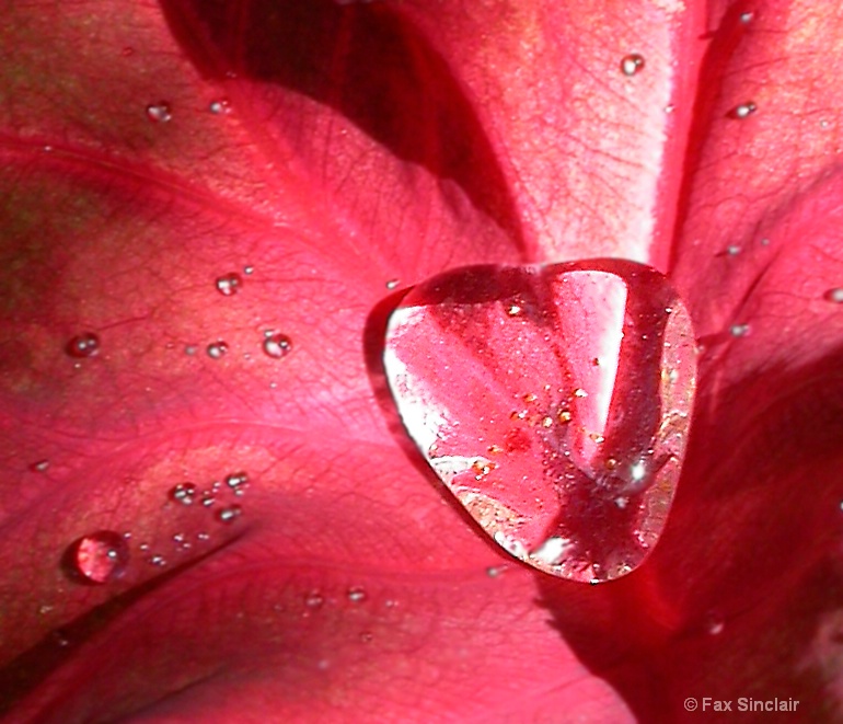 Heart of Nature - ID: 10066969 © Fax Sinclair