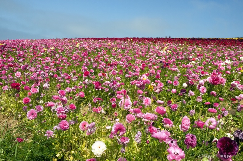 The flower fields in brilliant color