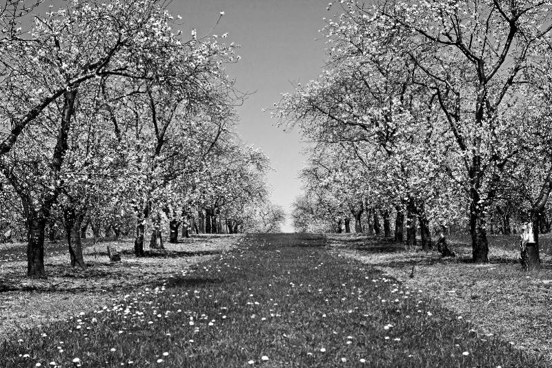 Apple Orchard Path