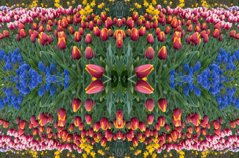 tulip festival 009