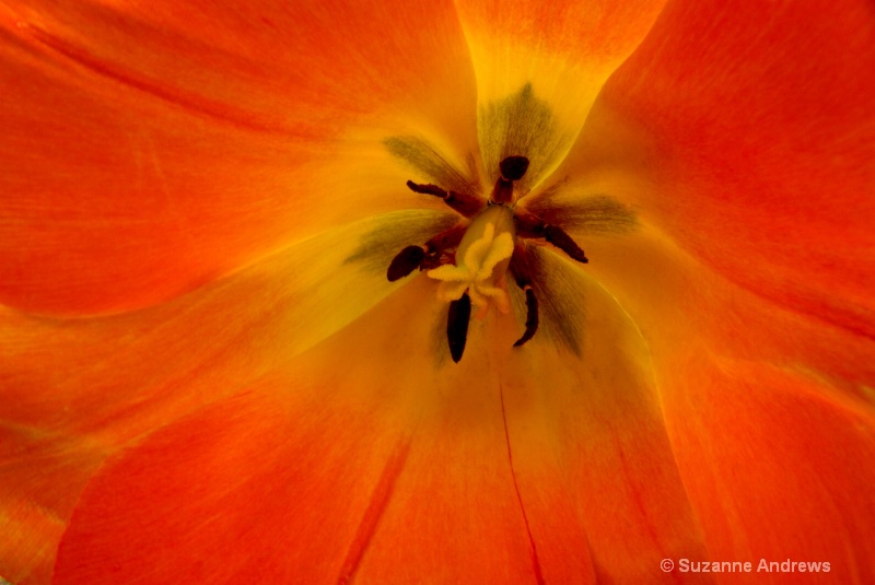 Tulip Starburst