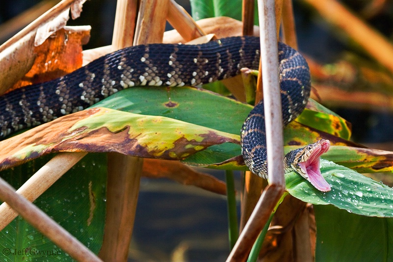 Southern Water Snake  - ID: 10070751 © Jeff Gwynne