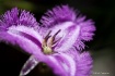 fringe lily2