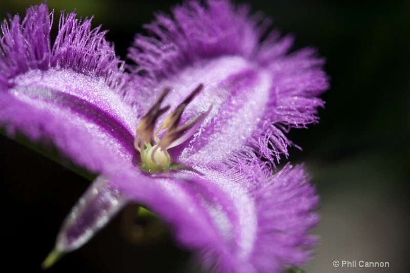 fringe lily1
