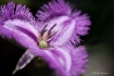 fringe lily1