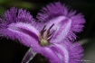 fringe lily3