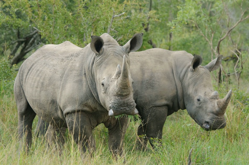 Rhinos (young bulls)