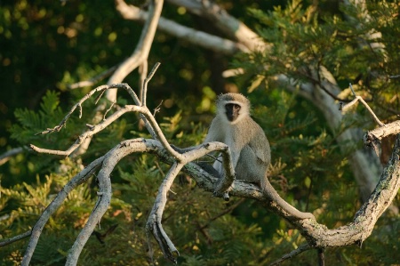 Vervet Monkey