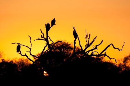 White Backed Vultures at sunset