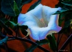 Alley Flower