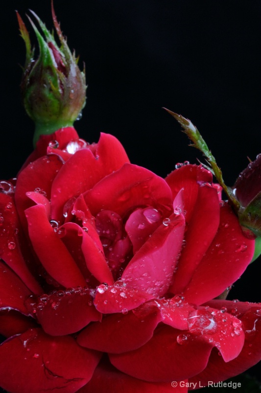 rain soaked rose