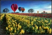 Hot air balloons ...