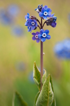 Wildflowers