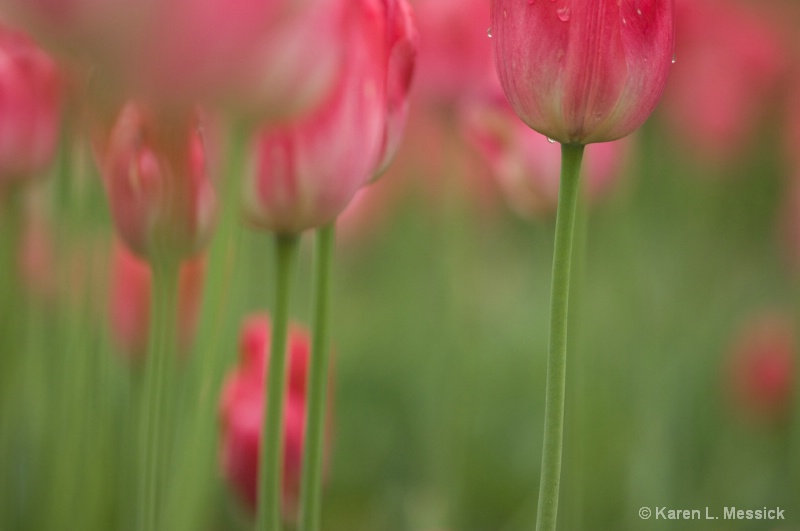 Tulip Field - ID: 10075189 © Karen L. Messick