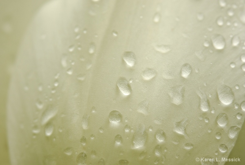 White in Rain - ID: 10075191 © Karen L. Messick