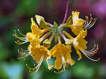 Wild  Azalea