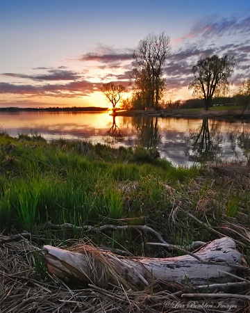 Driftwood