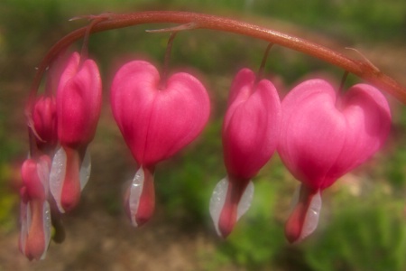 dicentra sandwich, hold the mayo