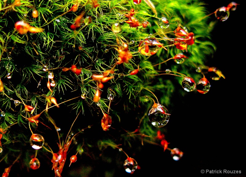 Dew On Moss