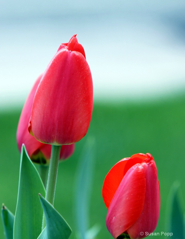 Red Tulips - ID: 10078343 © Susan Popp
