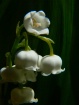 Lily of the valle...