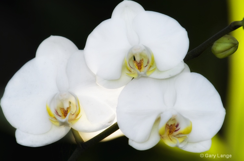 Three orchids