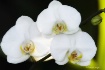Three orchids