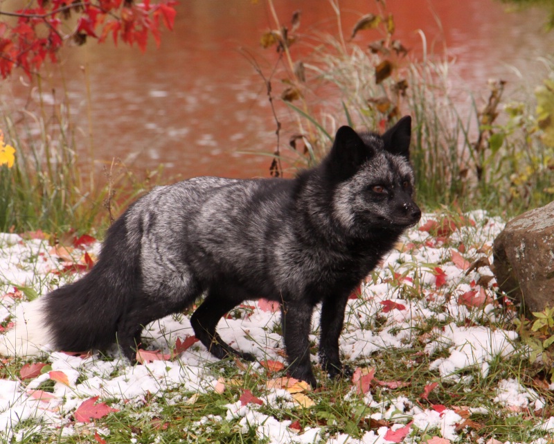 grey fox - ID: 10079867 © Katherine Sherry
