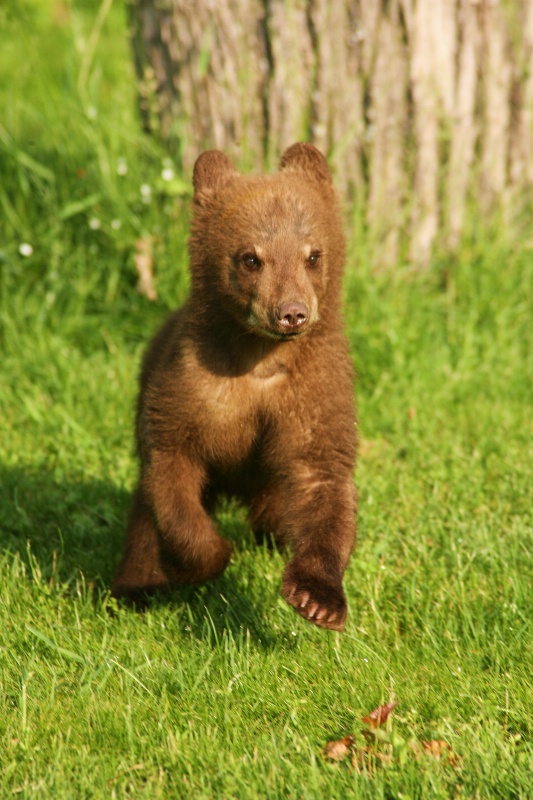 running bear - ID: 10079885 © Katherine Sherry