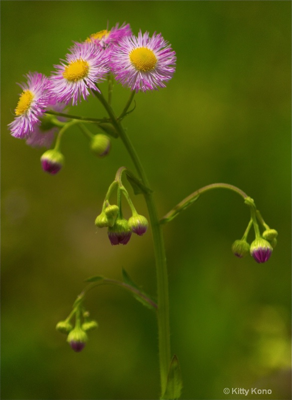 Wildflower at John Heinze Nature Preserve - ID: 10079926 © Kitty R. Kono
