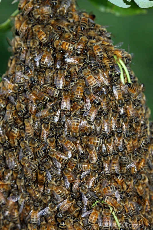 Worker Bees - ID: 10080058 © Lisa R. Buffington