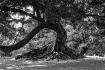 Tree Of Living