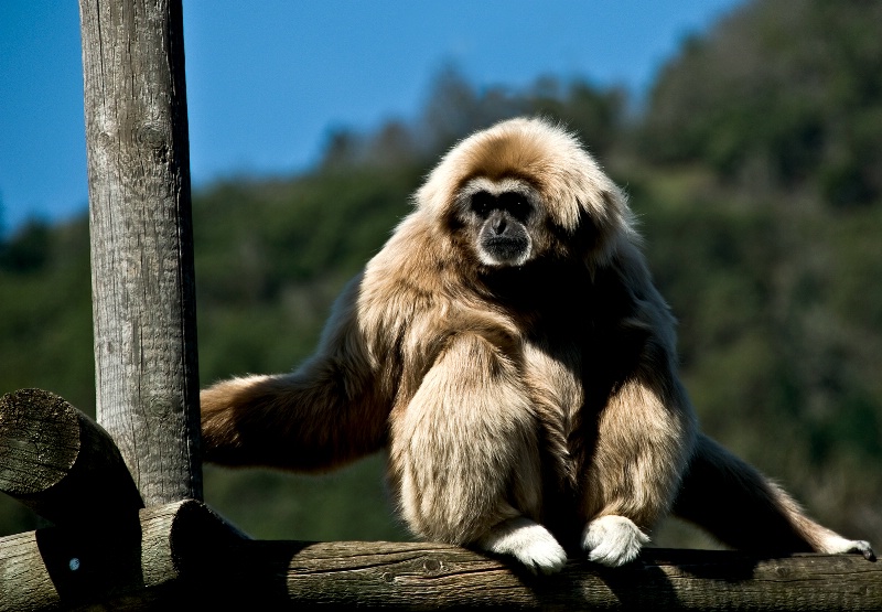 White Handed Gibbon - ID: 10081460 © Denny E. Barnes