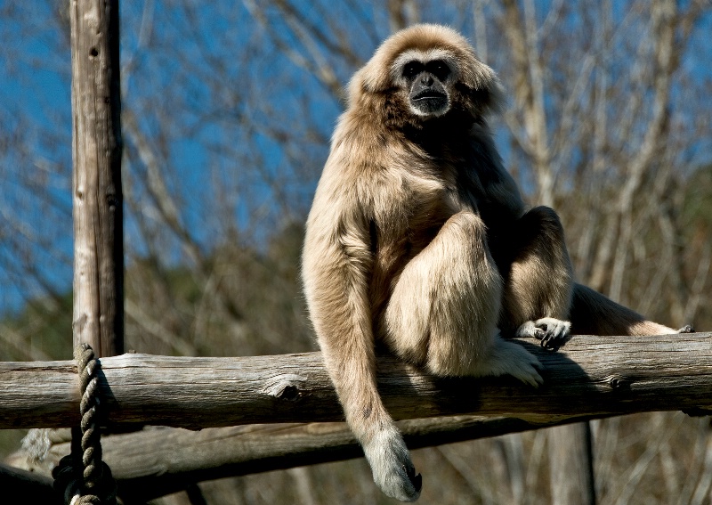 Gibbon, Wildlife Safari-Oregon - ID: 10086847 © Denny E. Barnes