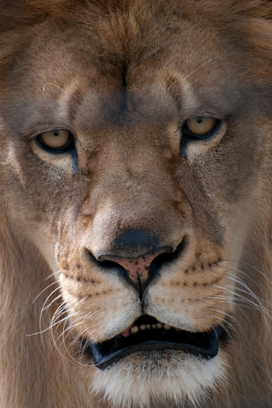 Face to Face with a Lion