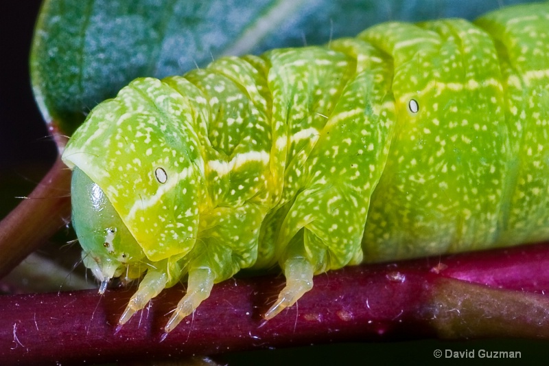 caterpillar head