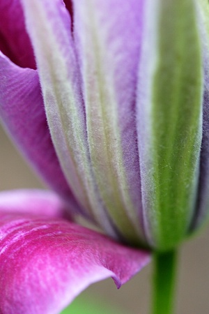 Clematis Rainbow