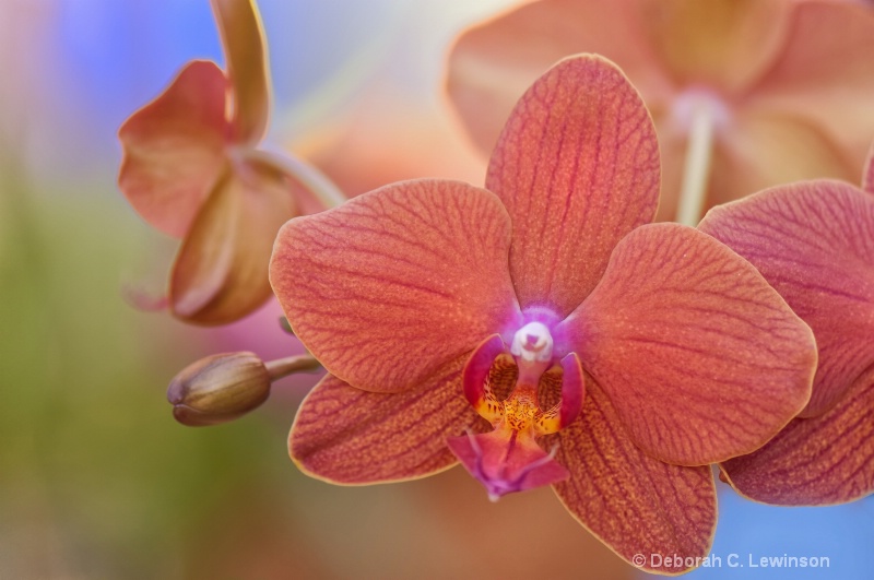 Orchids at Longwood Gardens - ID: 10090117 © Deborah C. Lewinson