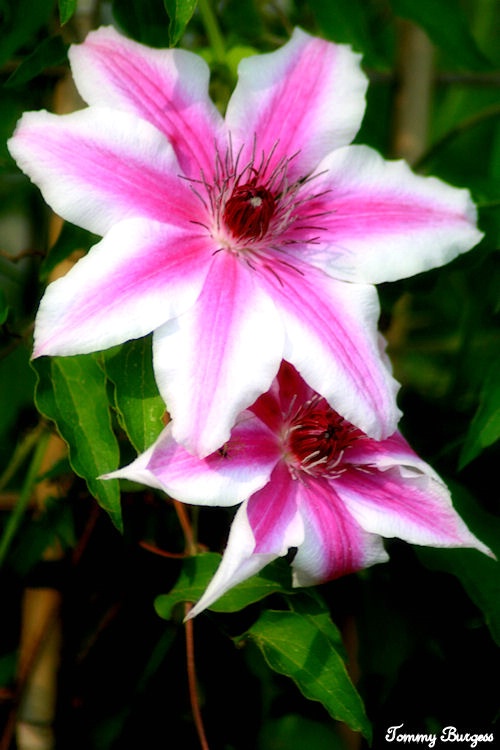 Carnaby (clematis)
