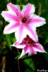 Carnaby (clematis...