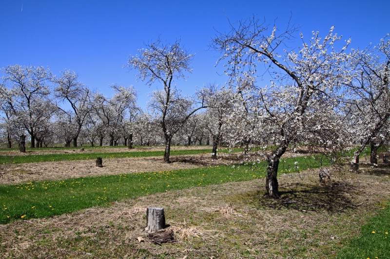 Apple Orchard 4
